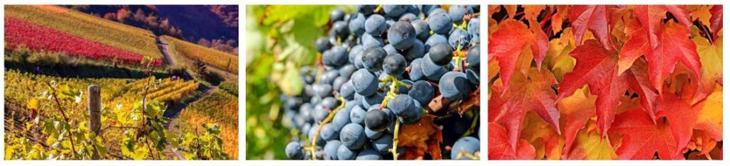 WeinKollektion - Weinlese 2023 - Alles, was Sie schon immer über die Herstellung von Wein wissen wollten.